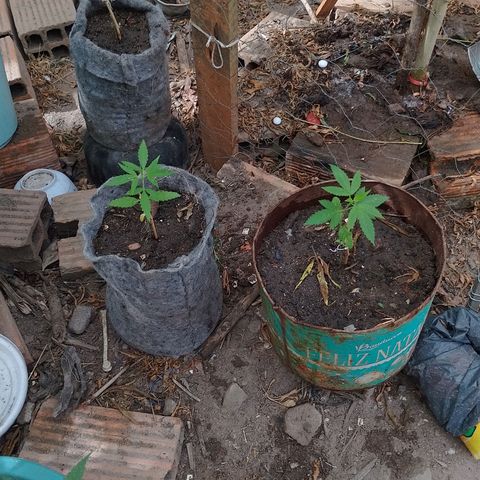 Genética desconhecida growlog photo: Autdoor 5 auto