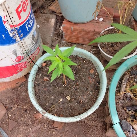 Genética desconhecida growlog photo: Autdoor 5 auto