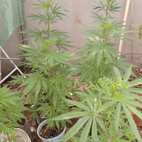 Genética desconhecida growlog photo: Minha genética 