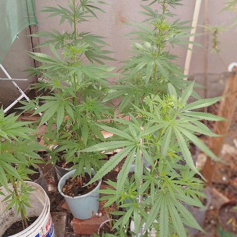 Genética desconhecida growlog photo: Minha genética 