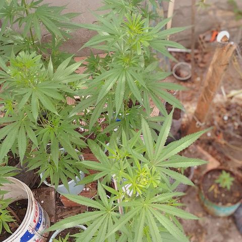 Genética desconhecida growlog photo: Minha genética 