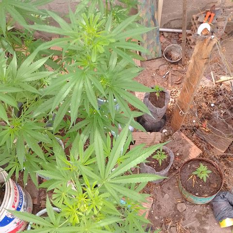 Genética desconhecida growlog photo: Minha genética 