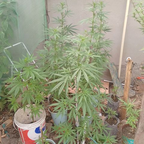 Genética desconhecida growlog timeline photo