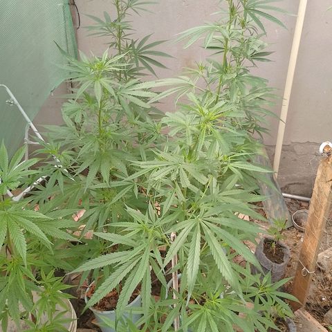 Genética desconhecida growlog timeline photo