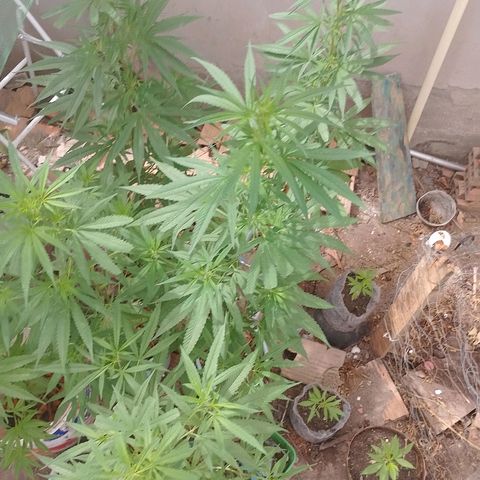 Genética desconhecida growlog timeline photo