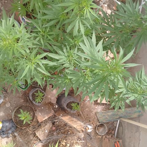 Genética desconhecida growlog timeline photo