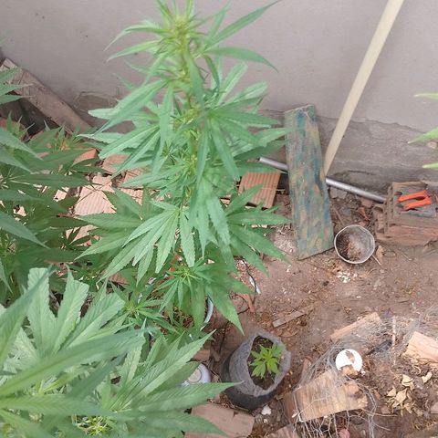 Genética desconhecida growlog photo: Virou hermafrodita 