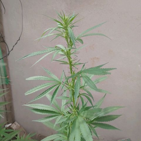 Genética desconhecida growlog photo: Virou hermafrodita 