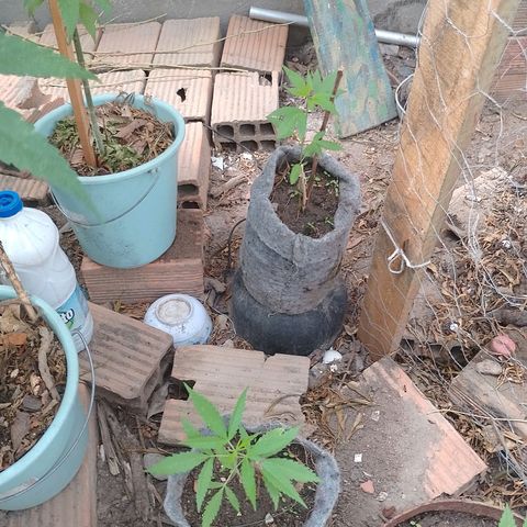 Genética desconhecida growlog timeline photo