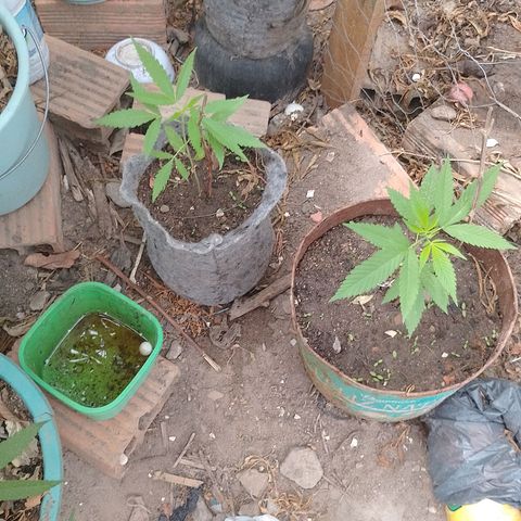Genética desconhecida growlog timeline photo