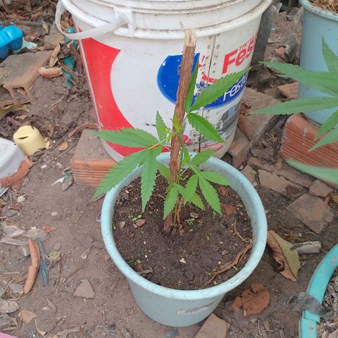 Genética desconhecida growlog timeline photo