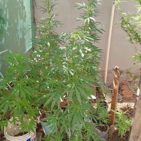 Genética desconhecida growlog timeline photo