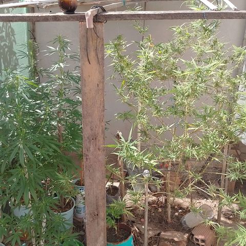 Genética desconhecida growlog timeline photo