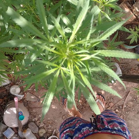 Genética desconhecida growlog timeline photo