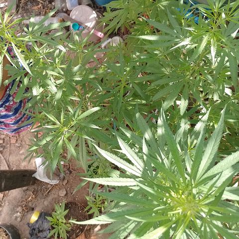 Genética desconhecida growlog timeline photo