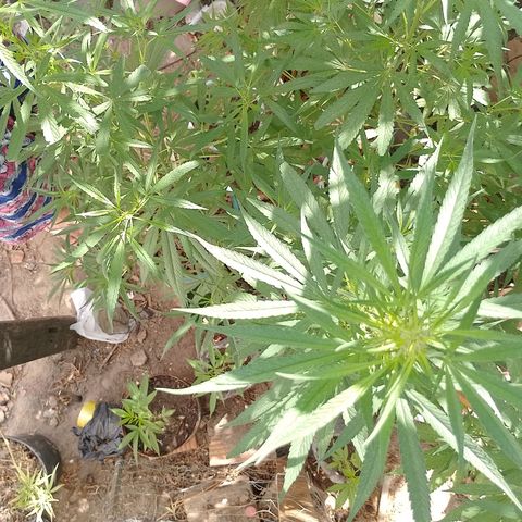 Genética desconhecida growlog timeline photo