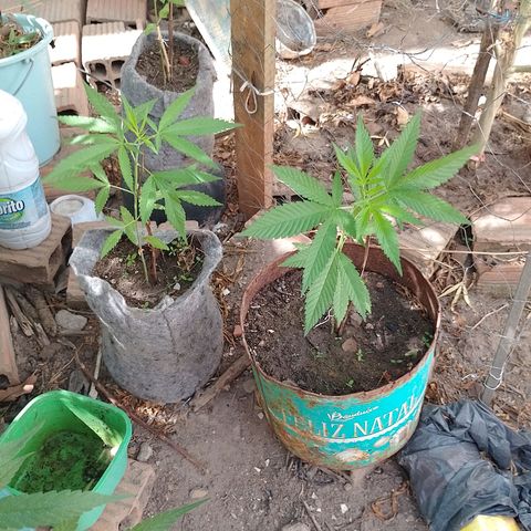 Genética desconhecida growlog timeline photo
