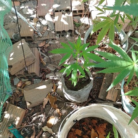Genética desconhecida growlog timeline photo