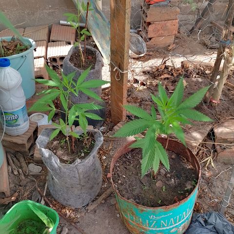 Genética desconhecida growlog timeline photo