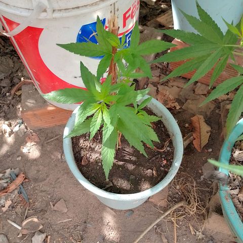 Genética desconhecida growlog timeline photo
