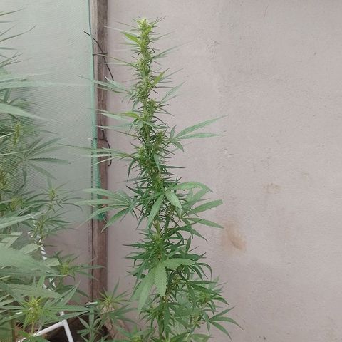 Genética desconhecida growlog timeline photo