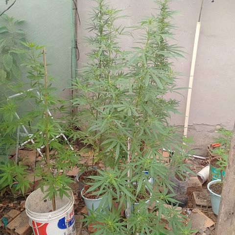 Genética desconhecida growlog timeline photo