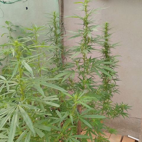 Genética desconhecida growlog timeline photo