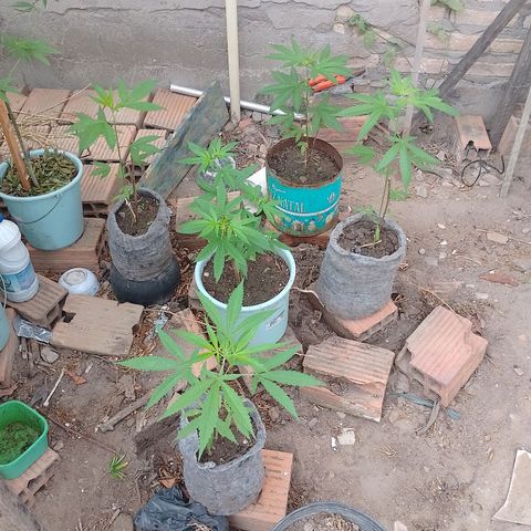 Genética desconhecida growlog photo: Uma já mostrou que é fêmea 