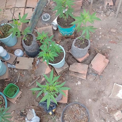 Genética desconhecida growlog photo: Uma já mostrou que é fêmea 