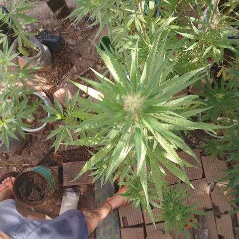 Genética desconhecida growlog timeline photo