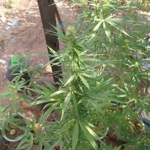 Genética desconhecida growlog timeline photo