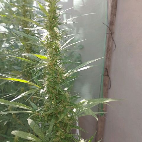 Genética desconhecida growlog timeline photo