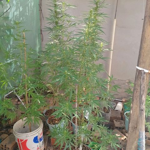 Genética desconhecida growlog timeline photo