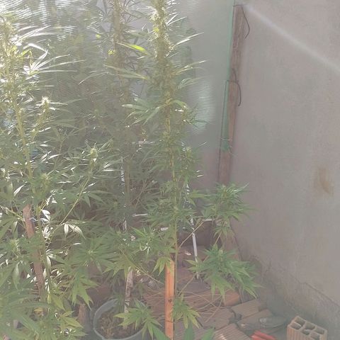 Genética desconhecida growlog timeline photo