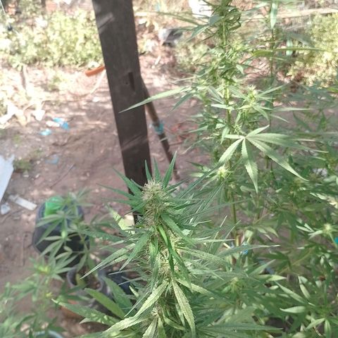 Genética desconhecida growlog timeline photo