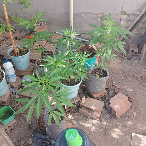 Genética desconhecida growlog timeline photo