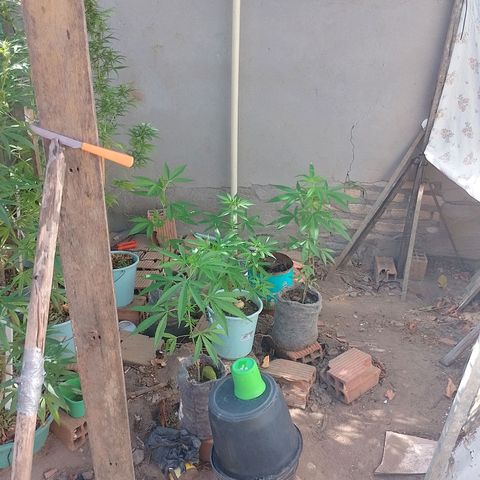 Genética desconhecida growlog timeline photo