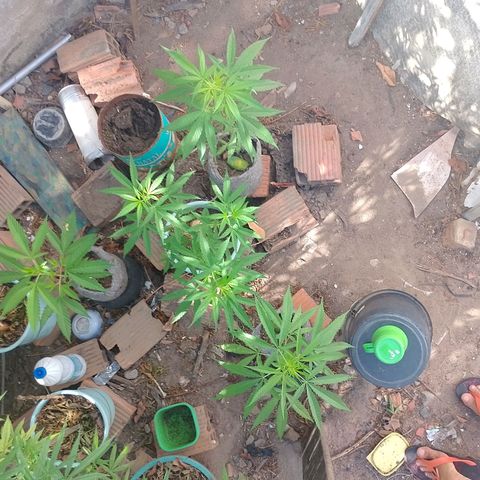 Genética desconhecida growlog timeline photo