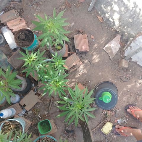 Genética desconhecida growlog timeline photo