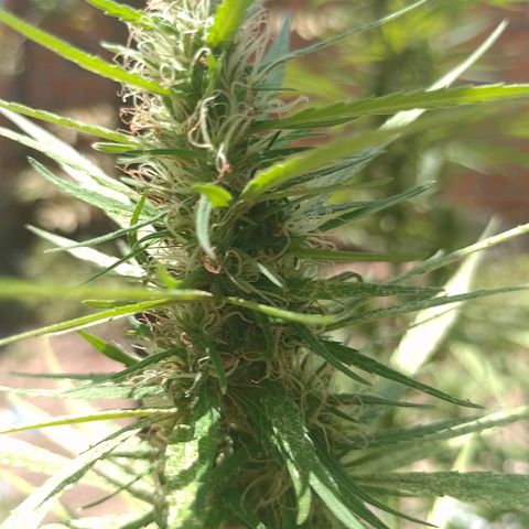 Genética desconhecida growlog timeline photo