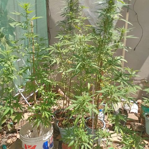 Genética desconhecida growlog timeline photo