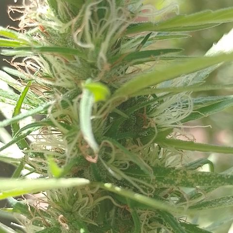 Genética desconhecida growlog timeline photo