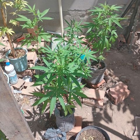 Genética desconhecida growlog timeline photo