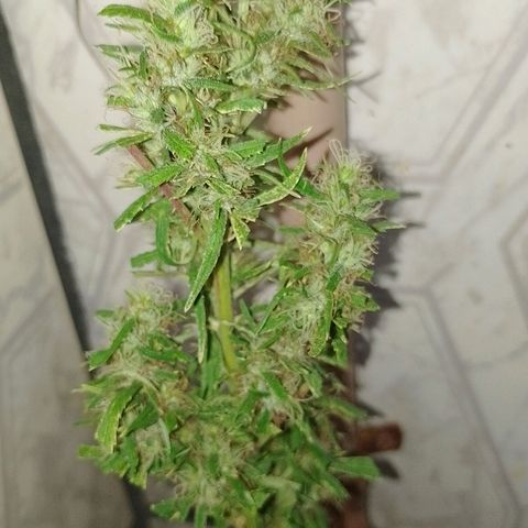 Genética desconhecida growlog photo: Tirei a que hermou pra não fica sem 