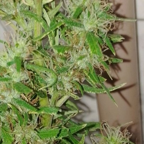 Genética desconhecida growlog photo: Tirei a que hermou pra não fica sem 