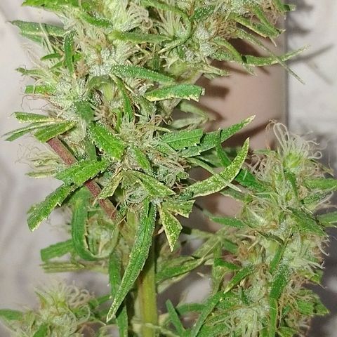 Genética desconhecida growlog photo: Tirei a que hermou pra não fica sem 