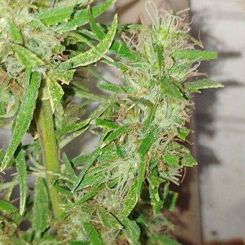 Genética desconhecida growlog photo: Tirei a que hermou pra não fica sem 