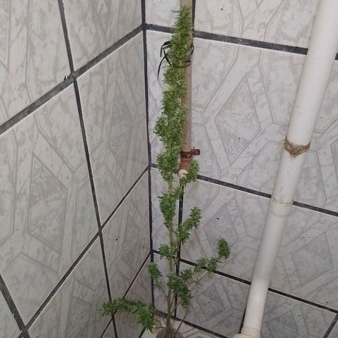 Genética desconhecida growlog photo: Tirei a que hermou pra não fica sem 
