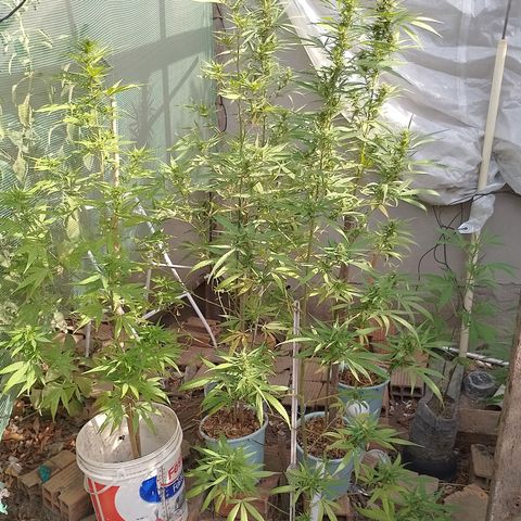 Genética desconhecida growlog timeline photo