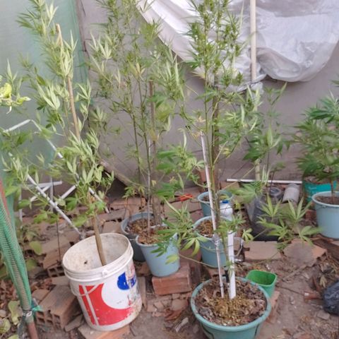 Genética desconhecida growlog timeline photo